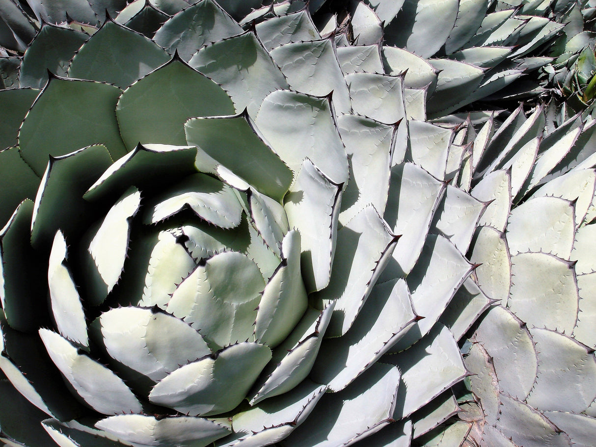 5 ARTICHOKE AGAVE Parry's Huachuca Agave Parryi Huachucensis Century Plant Succulent Cactus Seeds