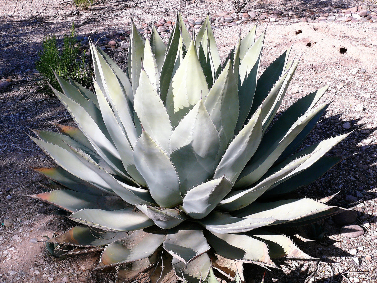 5 ARTICHOKE AGAVE Parry's Huachuca Agave Parryi Huachucensis Century Plant Succulent Cactus Seeds