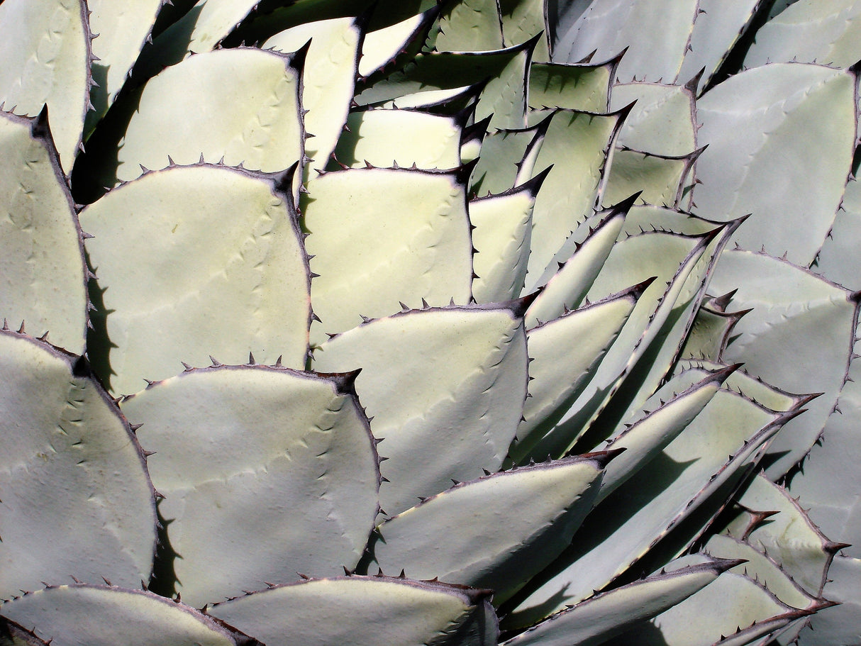 5 ARTICHOKE AGAVE Parry's Huachuca Agave Parryi Huachucensis Century Plant Succulent Cactus Seeds