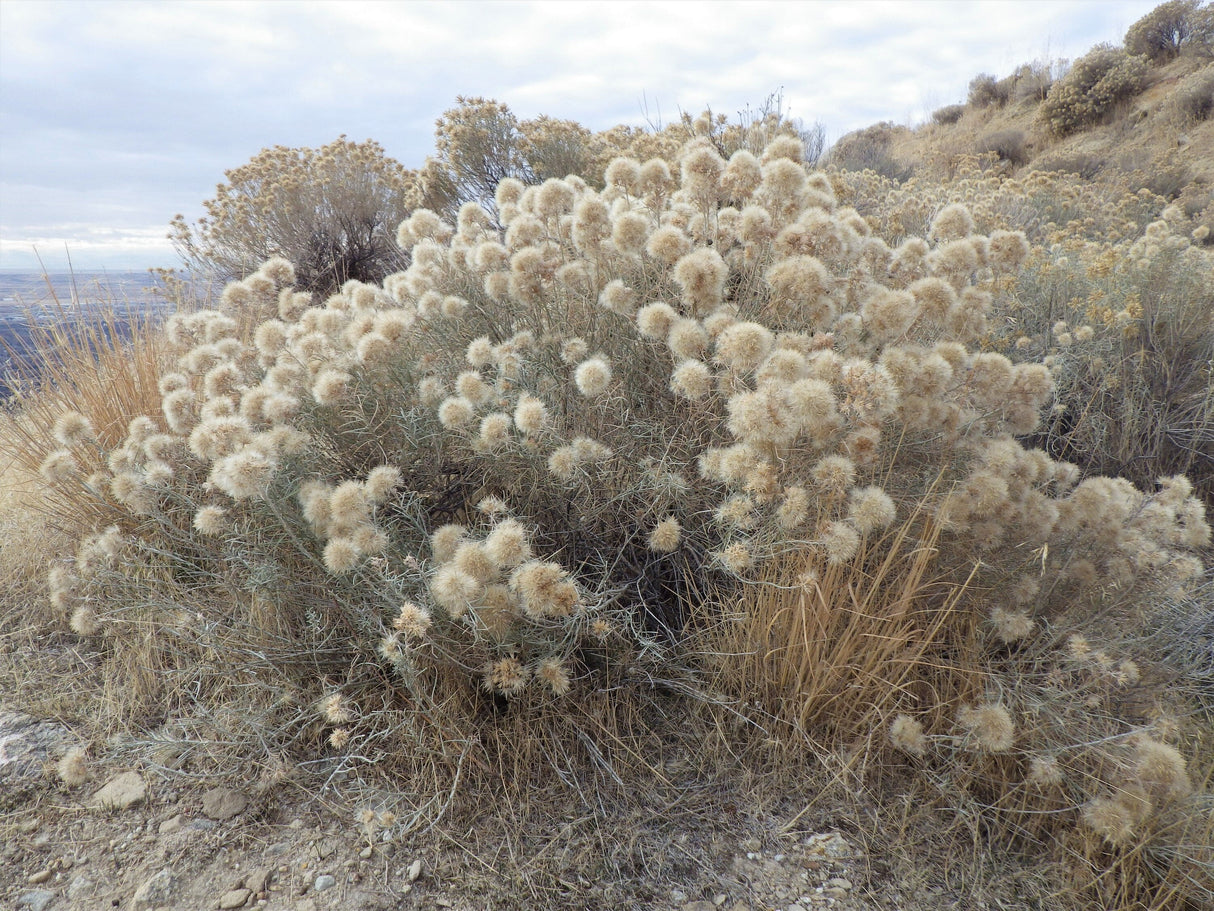 100 RUBBER RABBITBRUSH Chamisa Ericameria Nauseosa Native Desert Shrub Yellow Flower Seeds