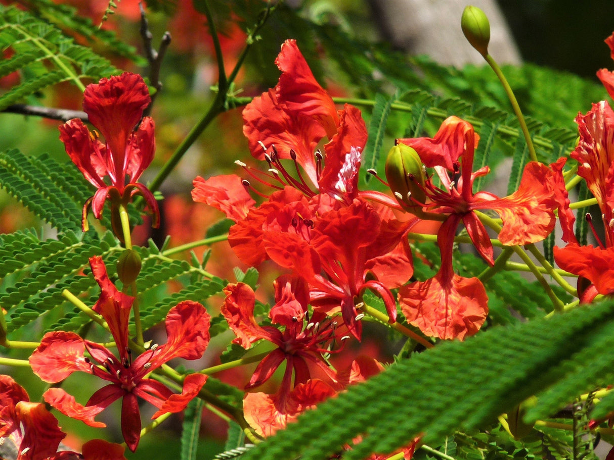 10 RED BIRD Of PARADISE Caesalpinia Pulcherrima aka Pride of Barbados, Dwarf Poinciana, Peacock Flower Seeds