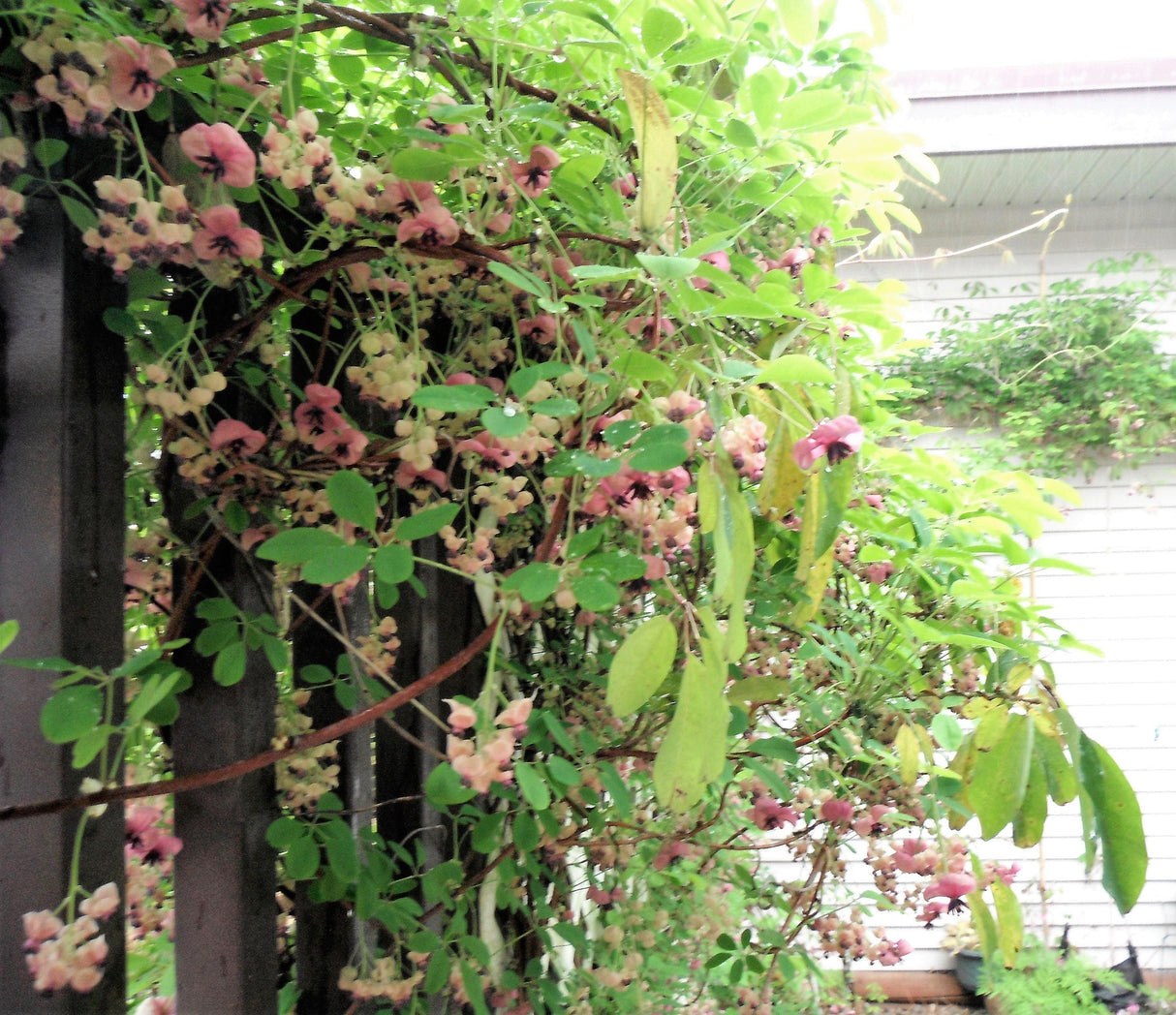 100 - 1000 Bulk CHOCOLATE VINE Edible Fruit Akebia Quinata Fragrant Flower Seeds