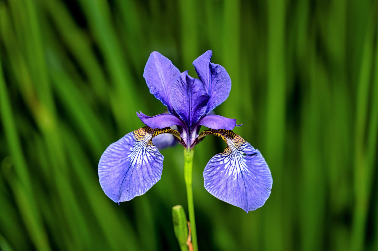 25 BLUE FLAG IRIS Versicolor ( Dry - Moist Soil ) Native Purple Yellow White Fragrant Flower Seeds