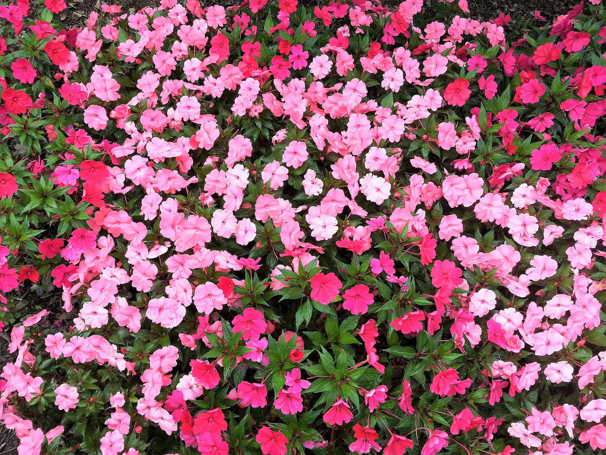 50 DWARF PINK IMPATIENS Walleriana Part Sun or Full Shade Flower Seeds