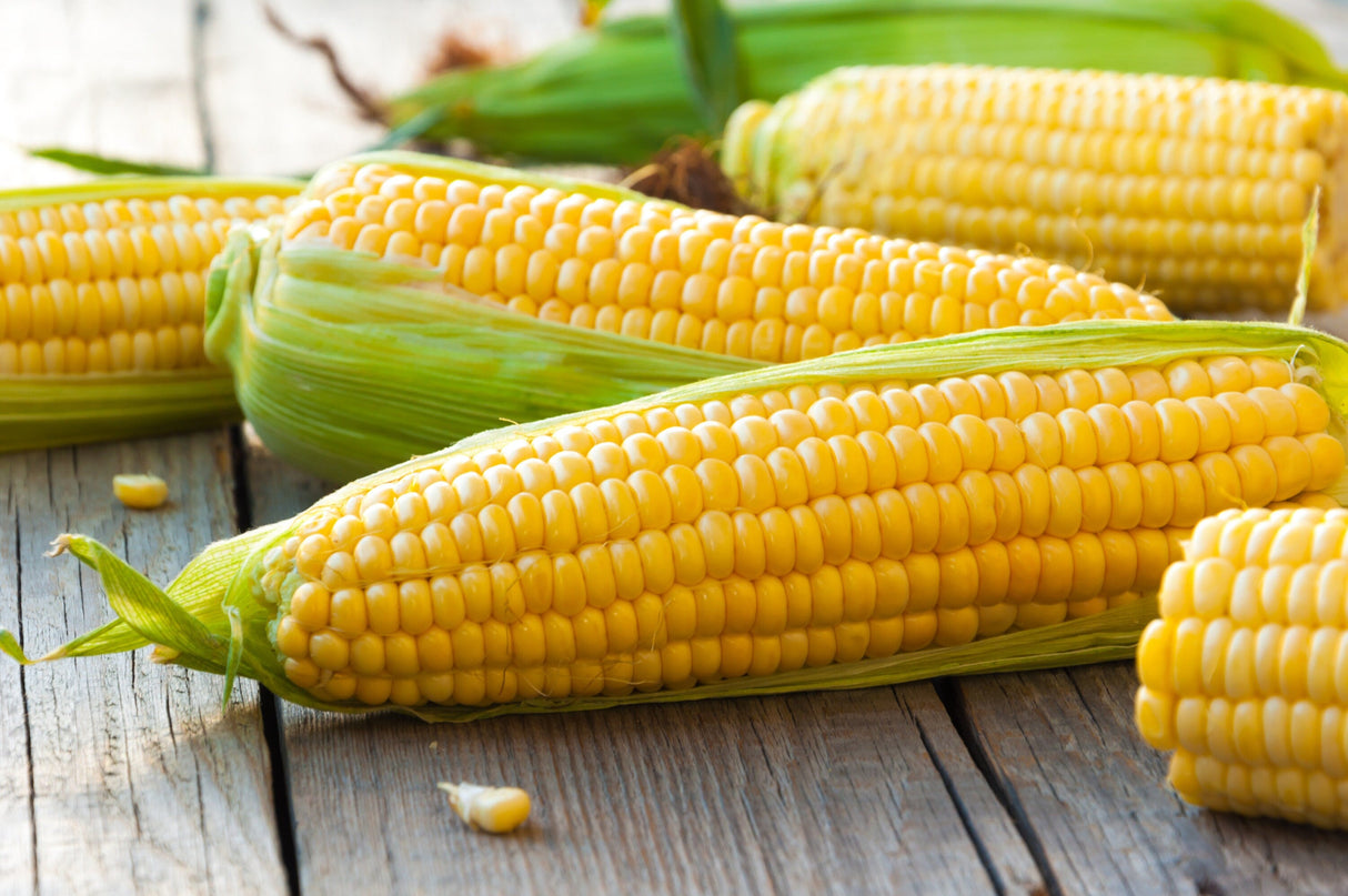 50 SUGAR BUNS CORN Sweet S.E. Yellow Zea Mays Vegetable Seeds