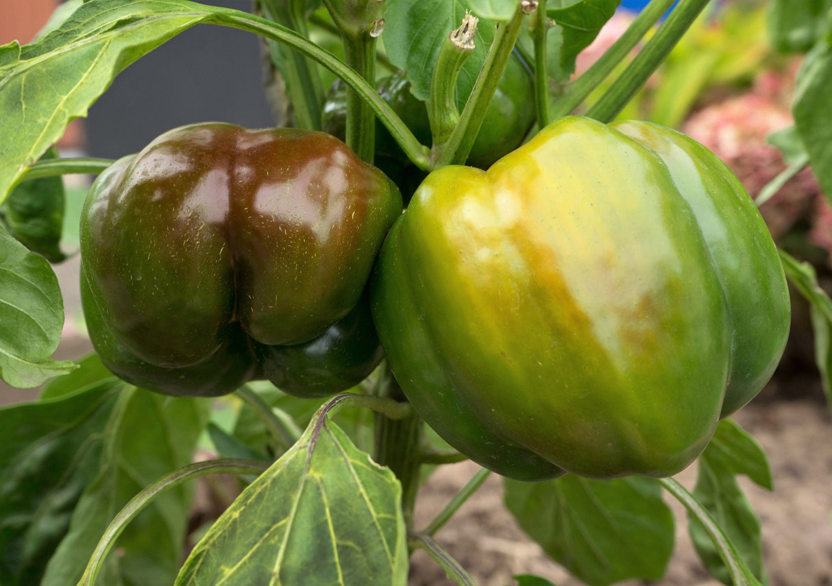 20 Organic Chocolate MINI BELL PEPPER Brown Sweet Mild Miniature Capsicum Annuum Vegetable Seeds