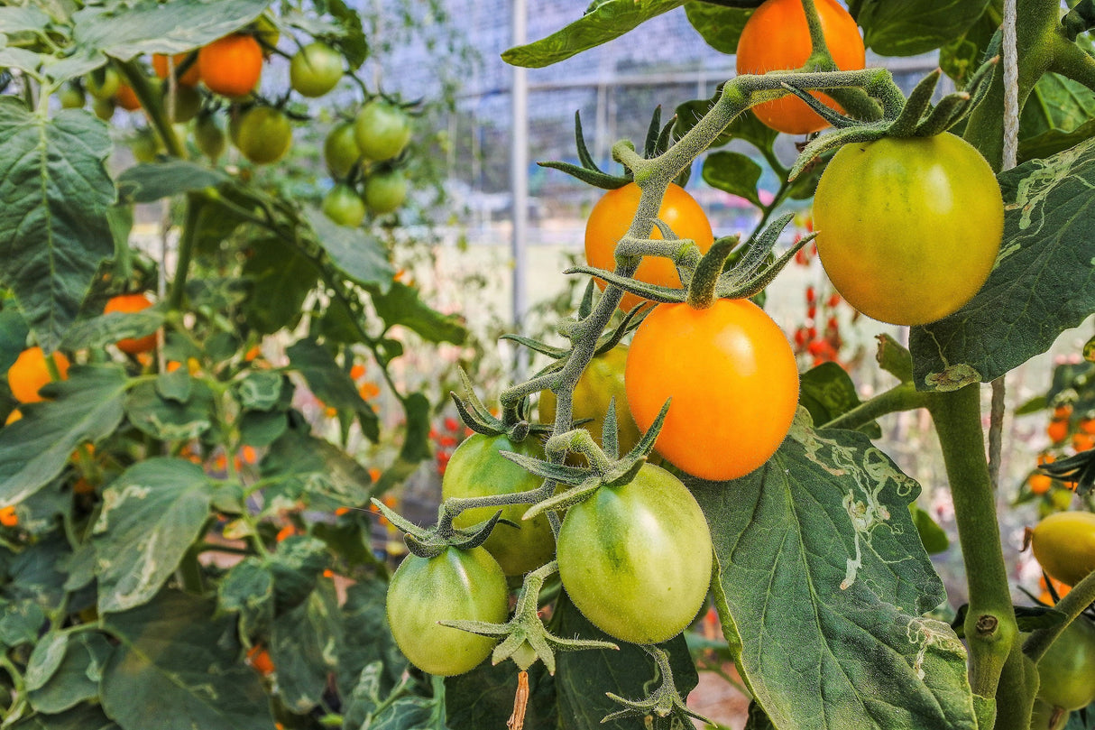100 ORANGE CHERRY TOMATO Heirloom Solanum Lycopersicum Indeterminate Fruit Vegetable Seeds