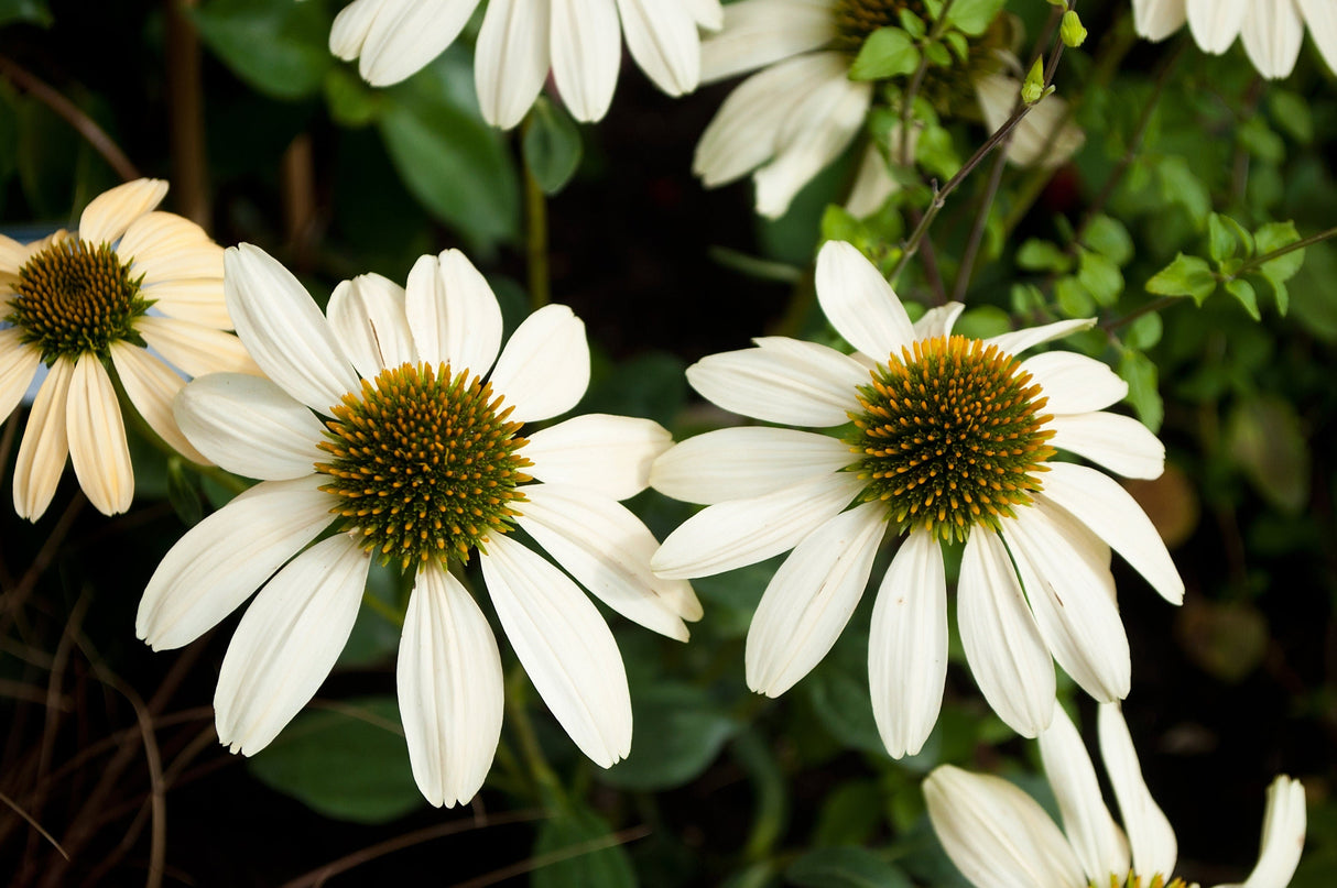 25 CHEYENNE SPIRIT CONEFLOWER Echinacea Orange Red Yellow Purple Pink White Herb Flower Seeds