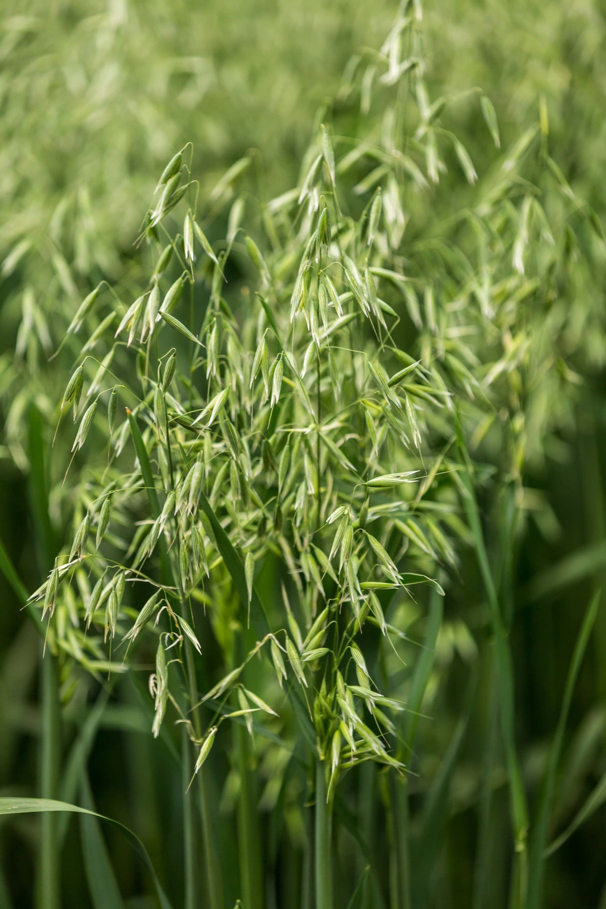 250 Certified ARMOR OAT Oats Avena Sativa Cereal Grain Seeds