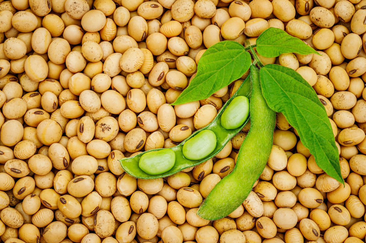20 Organic MIDORI GIANT SOYBEAN Edamame Glycine Max Green Bean Legume Vegetable Seeds
