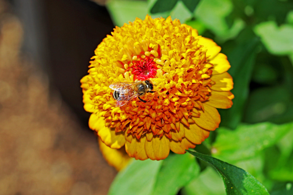 100 Mixed Colors SCABIOSA ZINNIA Elegans Red, Pink, Purple, Yellow, White, & Orange Flower Seeds