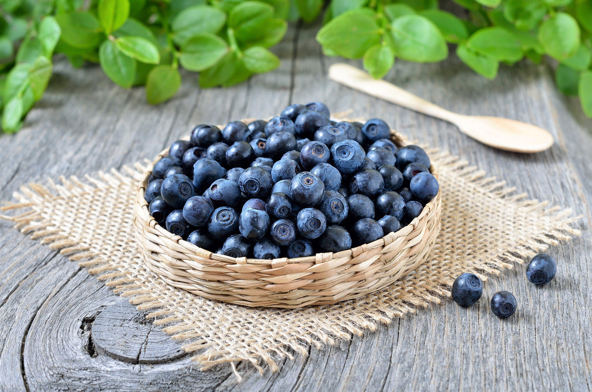 20 DWARF BILBERRY Vaccinium Caespitosum Dwarf Blueberry Whortleberry Pink Flower Blue Berry Fruit Evergreen Shrub Seeds