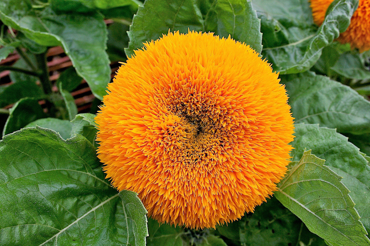 100 Double DWARF SUNGOLD SUNFLOWER Helianthus Annuus Yellow Teddy Bear Type Flower Seeds