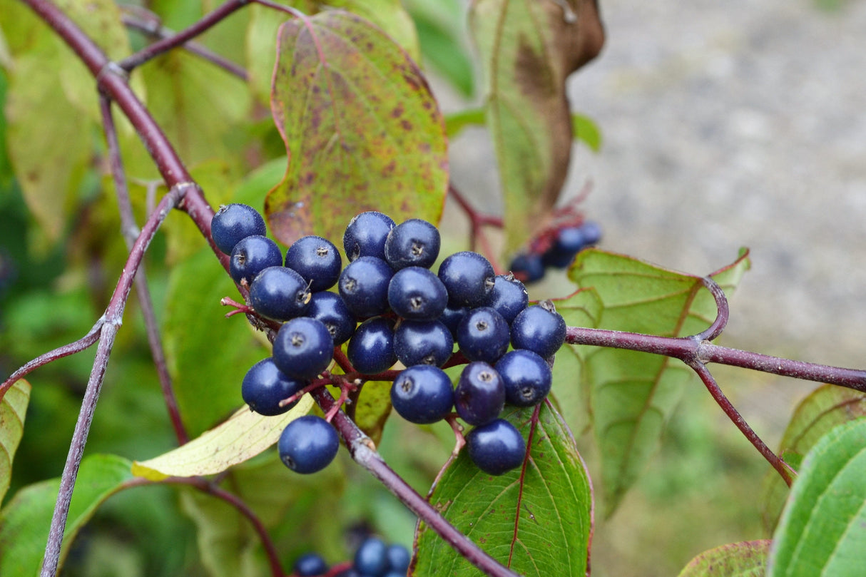 20 SILKY DOGWOOD Shrub Cornus Amomum syn. Coerulea Swida aka Kinnikinnik & Red Willow White Flower Silver Blue Berry Seeds