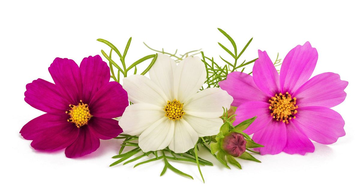 300 Mixed Colors DWARF COSMOS Bipinnatus Red Pink White Fast Growing Flower Seeds