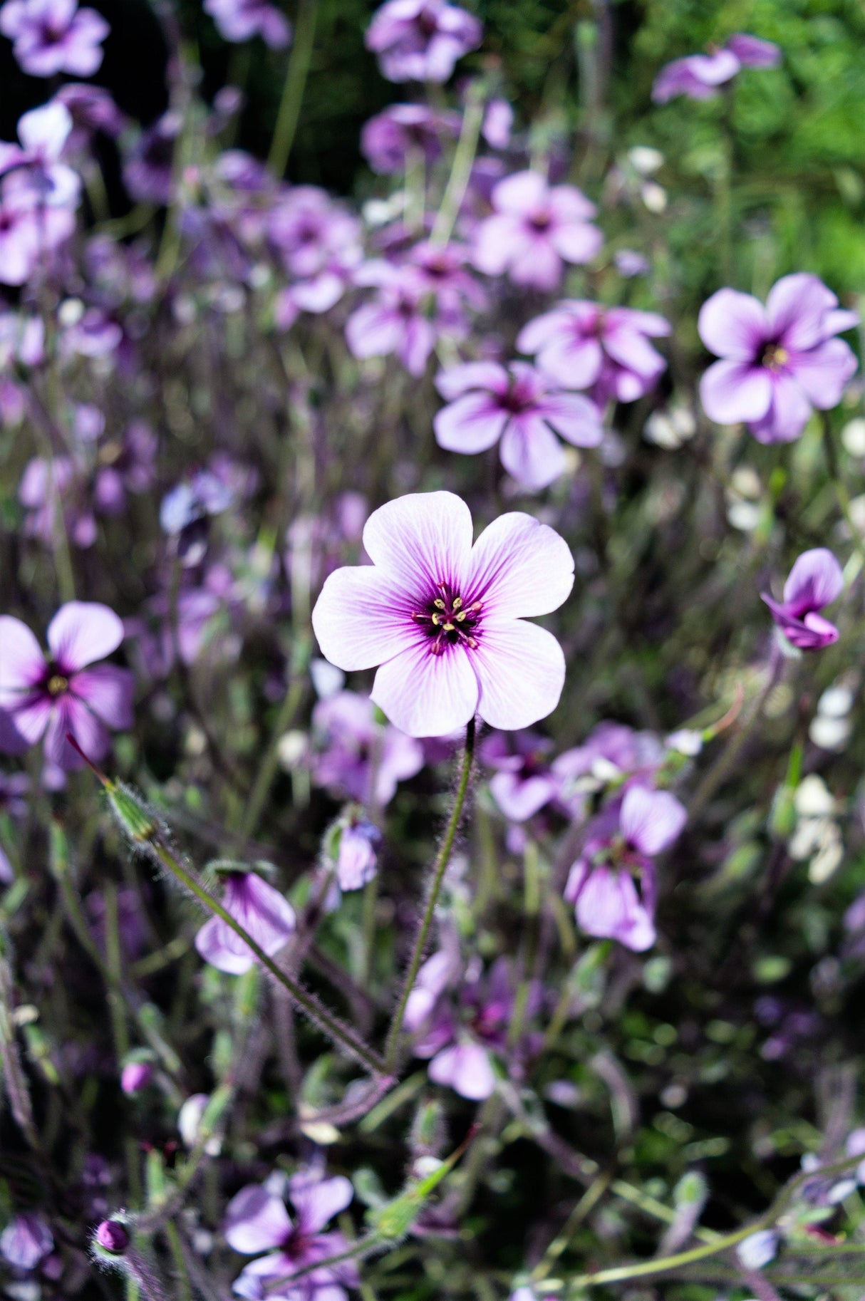 10 WHITE MADEIRA GERANIUM Maderense Cranesbill Giant Herb Robert Pink Eye Flower Seeds