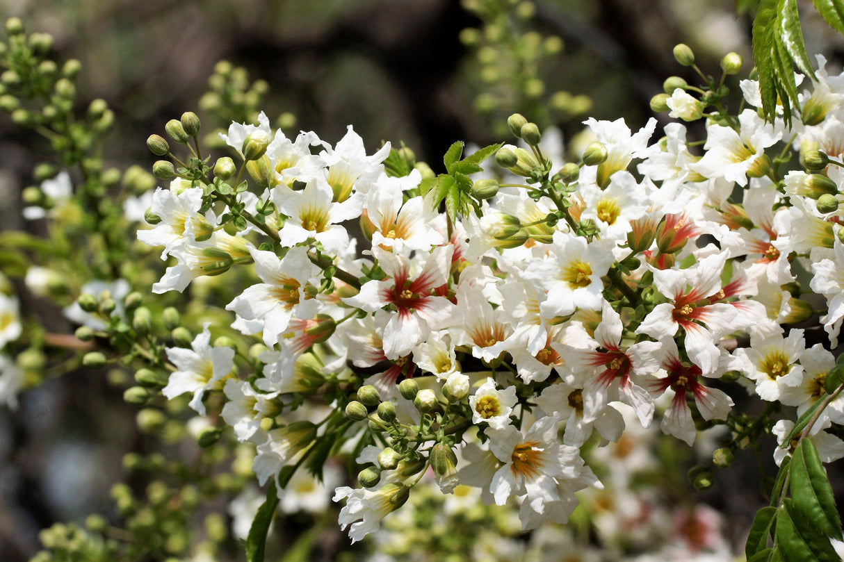 5 YELLOWHORN TREE Xanthoceras Sorbifolium aka Goldenhorn, Raintree, Chinese Flowering Chestnut - White Yellow Red Fragrant Flower Seeds