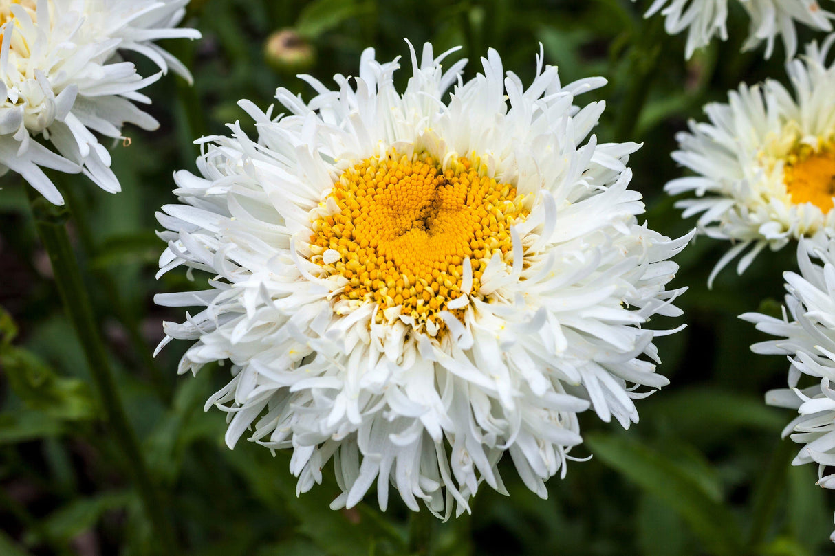 30 Double CRAZY DAISY Leucanthemum x Superbum Big 3" Frizzled White Yellow Shasta Flower Seeds