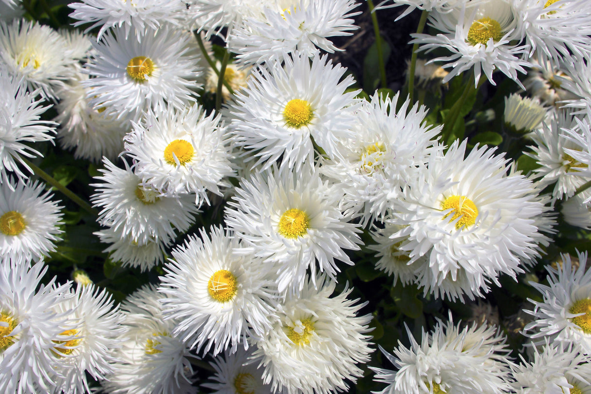 30 Double CRAZY DAISY Leucanthemum x Superbum Big 3" Frizzled White Yellow Shasta Flower Seeds