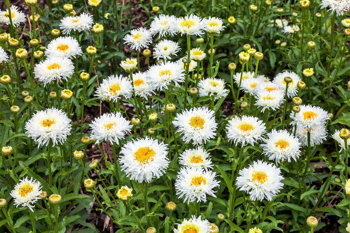 30 Double CRAZY DAISY Leucanthemum x Superbum Big 3" Frizzled White Yellow Shasta Flower Seeds
