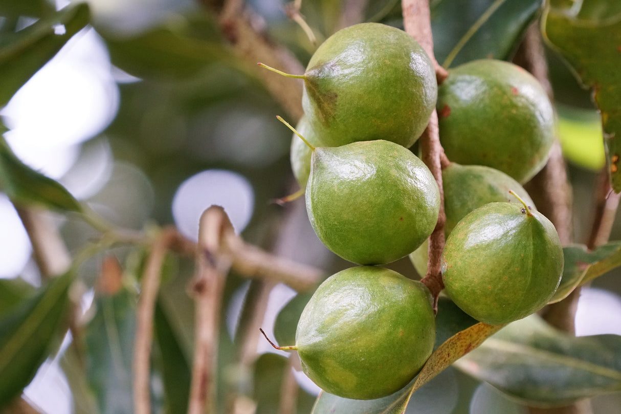 5 MACADAMIA NUT Tree Macadamia Integrifolia Brown Shell Beige Nut Fruit White & Pink Flower Seeds