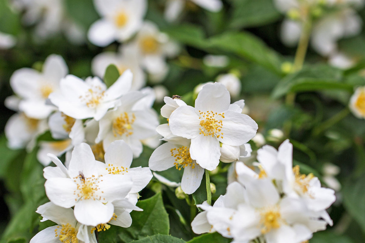 40 WESTERN MOCK ORANGE Philadelphus Lewisii Native White Yellow Flower Shrub Seeds