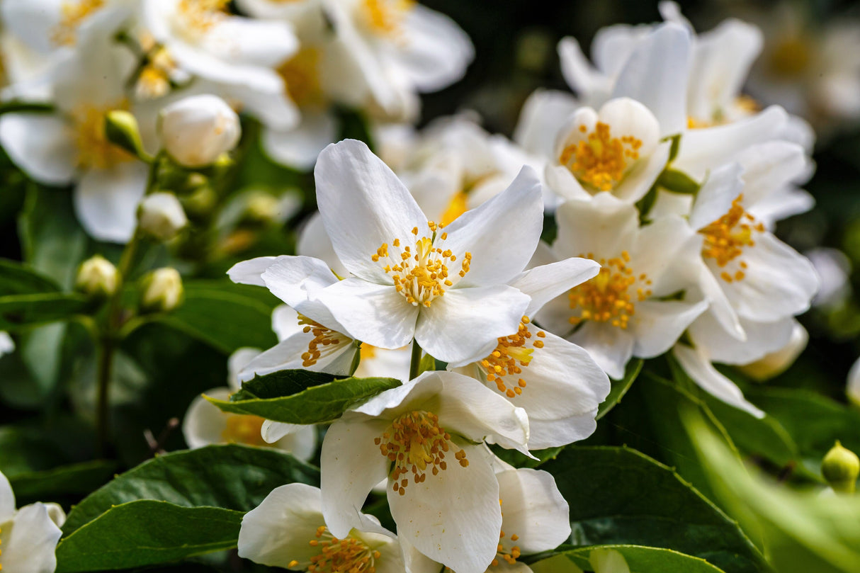 40 WESTERN MOCK ORANGE Philadelphus Lewisii Native White Yellow Flower Shrub Seeds