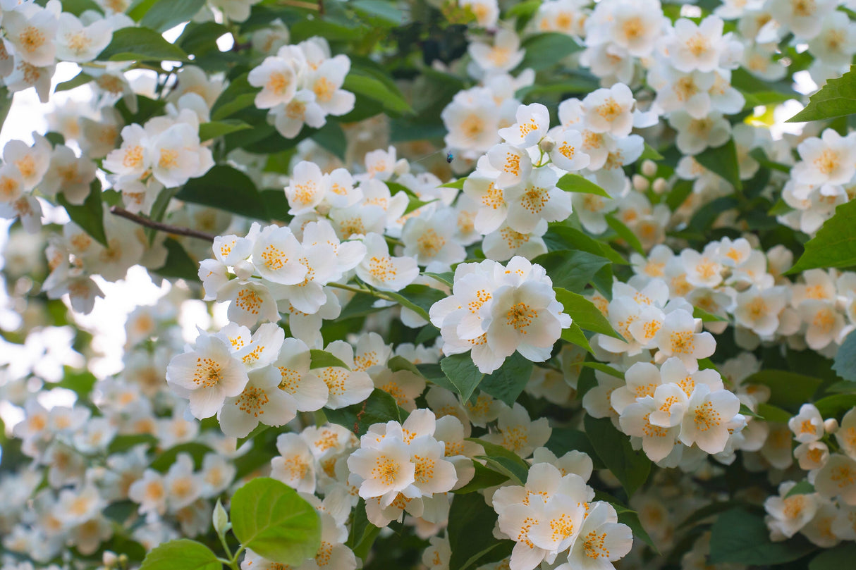 40 WESTERN MOCK ORANGE Philadelphus Lewisii Native White Yellow Flower Shrub Seeds