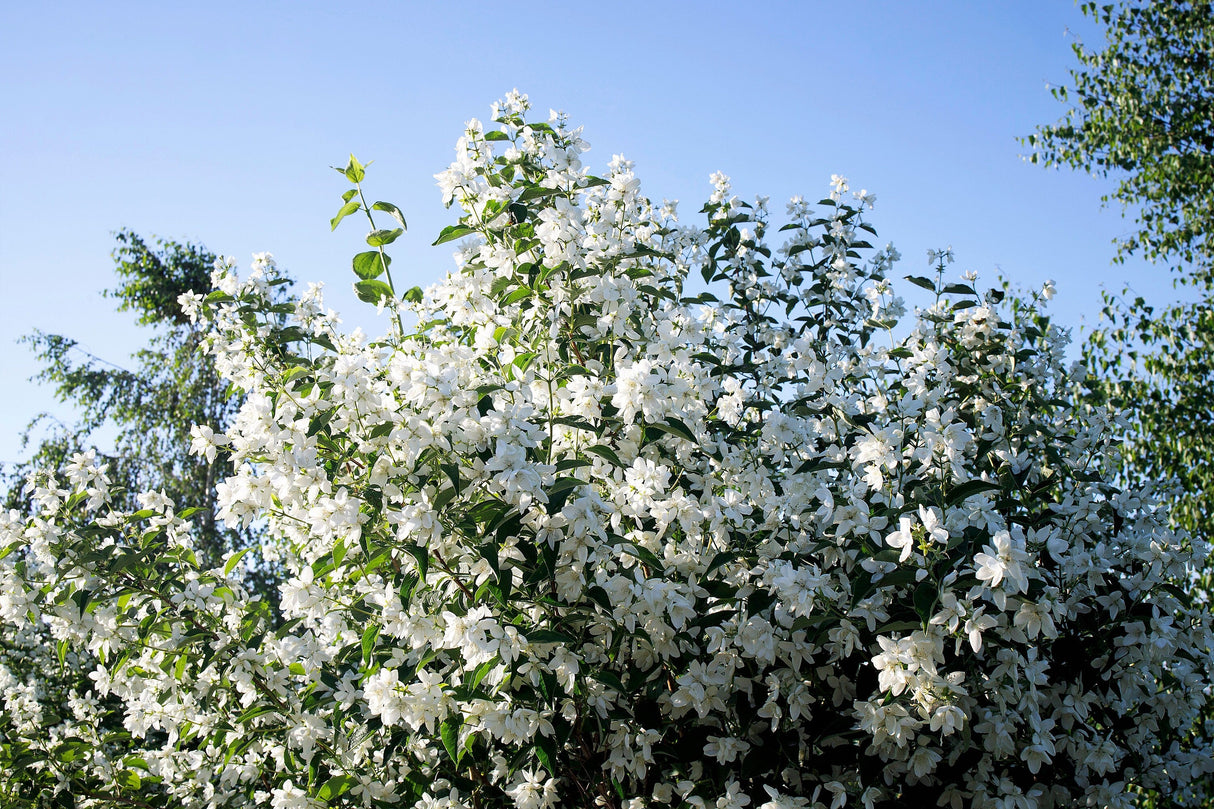 40 WESTERN MOCK ORANGE Philadelphus Lewisii Native White Yellow Flower Shrub Seeds