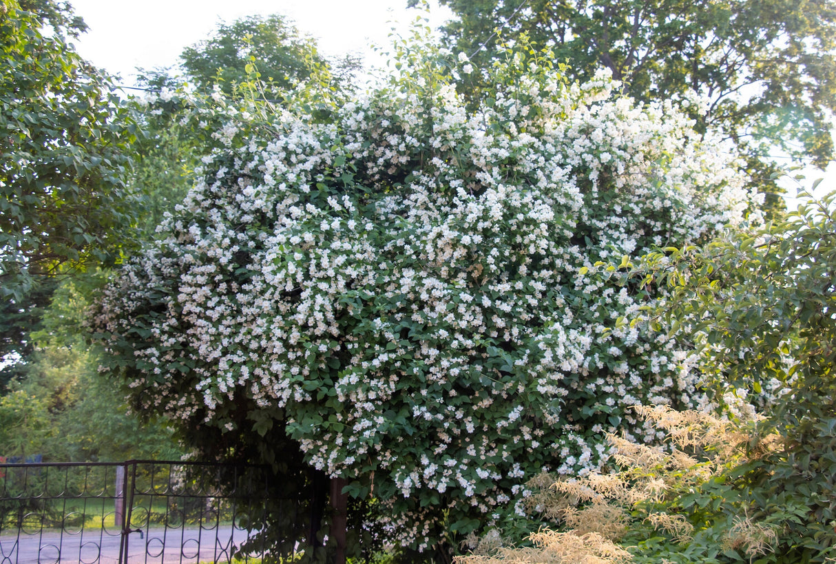 40 WESTERN MOCK ORANGE Philadelphus Lewisii Native White Yellow Flower Shrub Seeds
