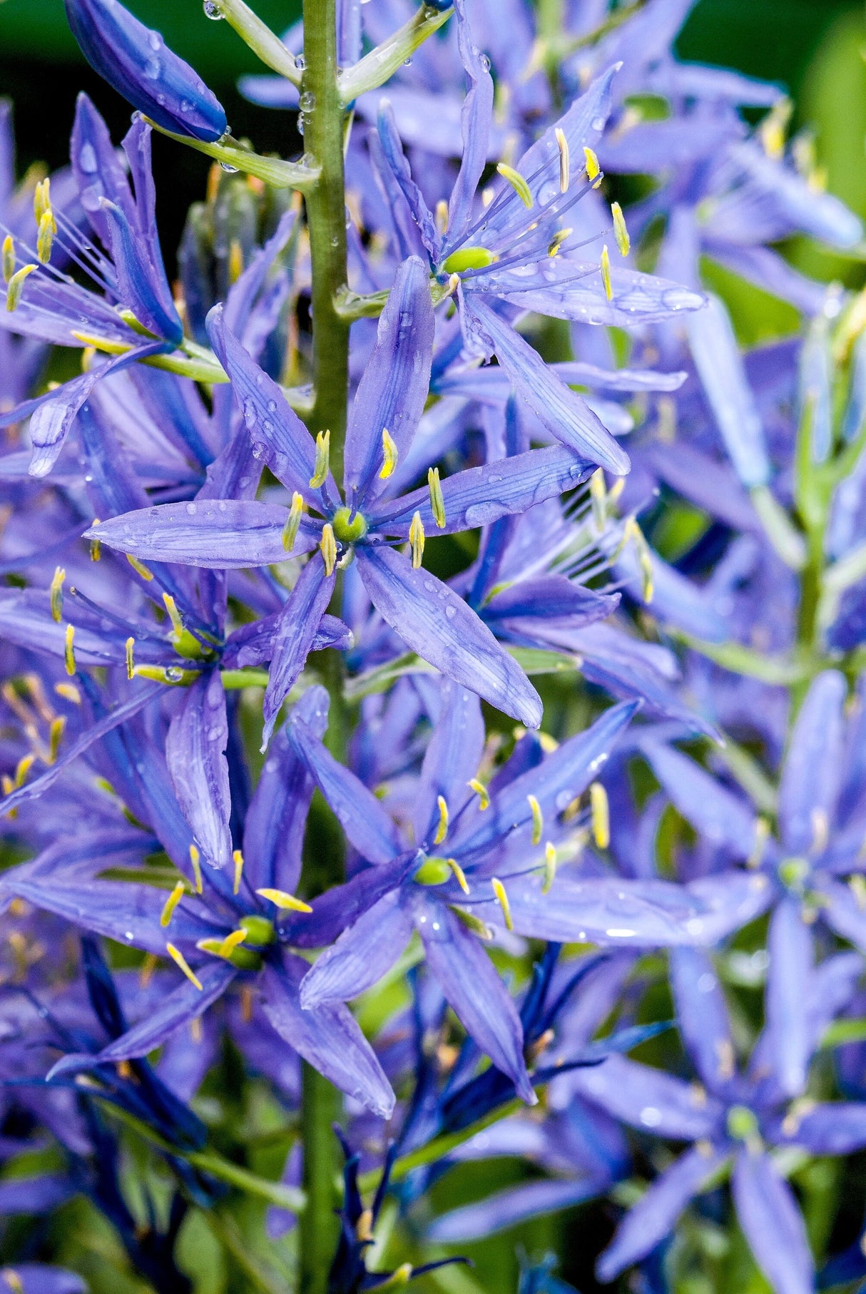 20 Blue LARGE CAMAS Camassia Leichtlinii Quamasia Great Camass Native Flower Seeds