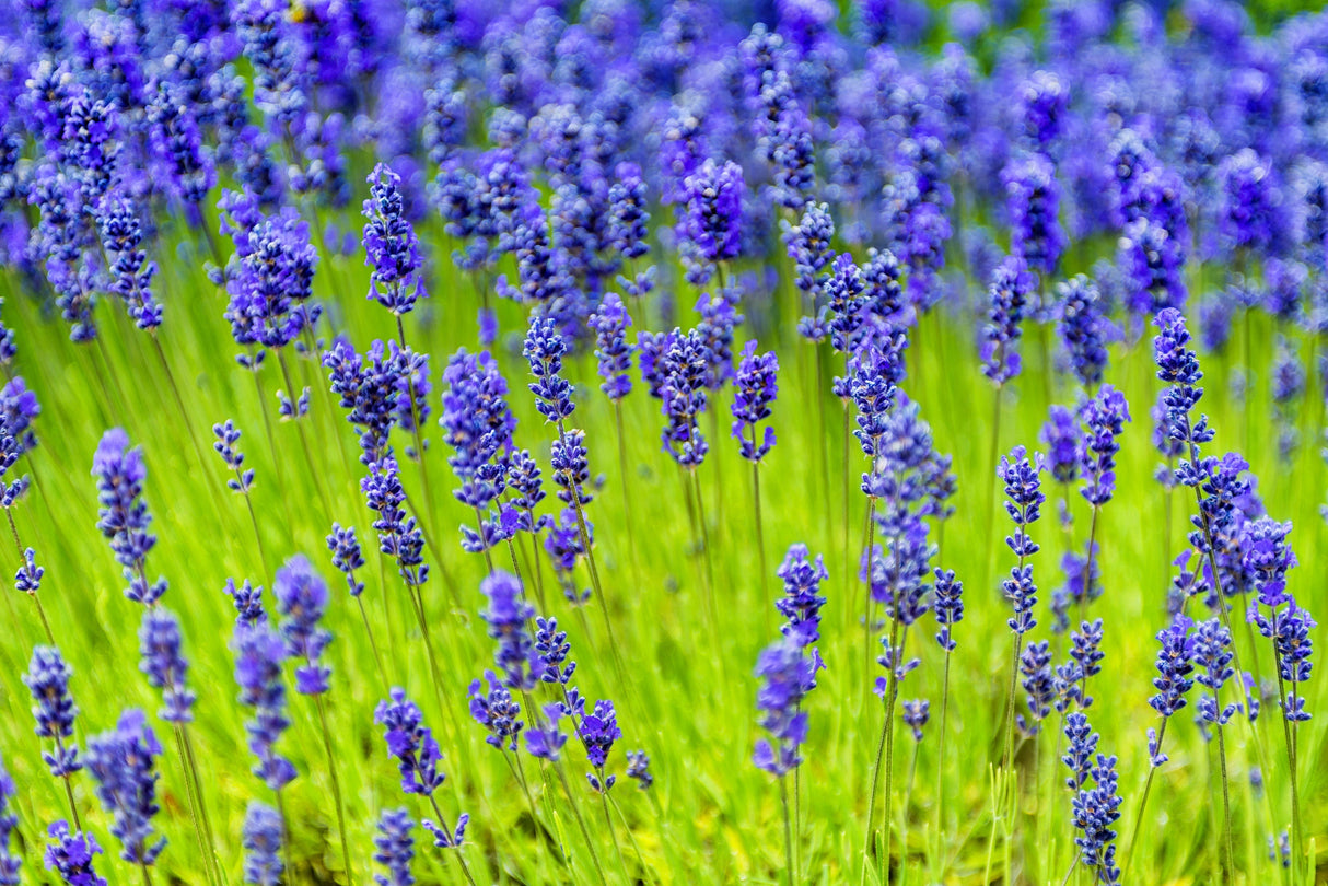 200 MUNSTEAD LAVENDER Blue English Lavandula Angustifolia Munstead Fragrant Purple Flower Herb Seeds