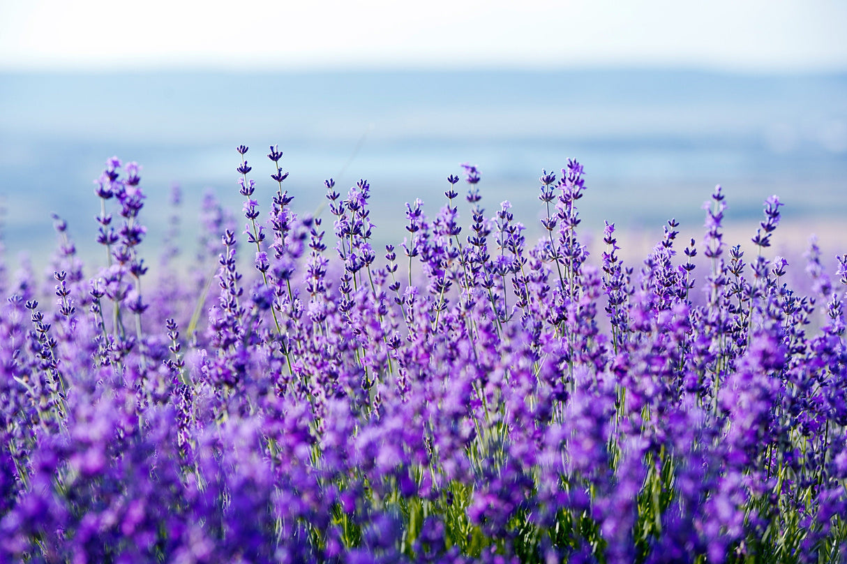 20 DWARF MUNSTEAD LAVENDER Blue English Lavandula Angustifolia Munstead Purple Fragrant Flower Herb Seeds