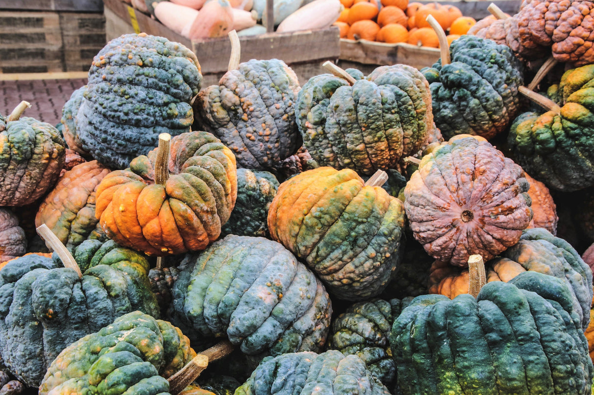 20 BLACK FUTSU SQUASH Multicolored Wrinkly Skin Gold Flesh Japanese Heirloom Pumpkin Ornamental Edible Cucurbita Moschata Vegetable Seeds