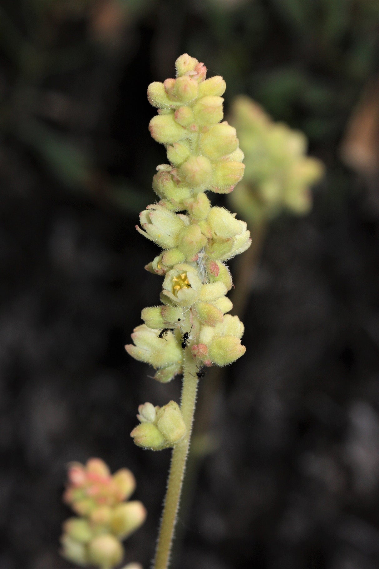 100 ALPINE CORAL BELLS Poker Heuchera Cylindrica Roundleaf Alumroot Sun or Shade Native Flower Seeds