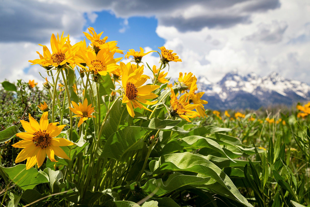 50 ARROWLEAF BALSAMROOT Oregon Sunflower Balsamorhiza Sagittata Native Huge Fragrant Flower Seeds