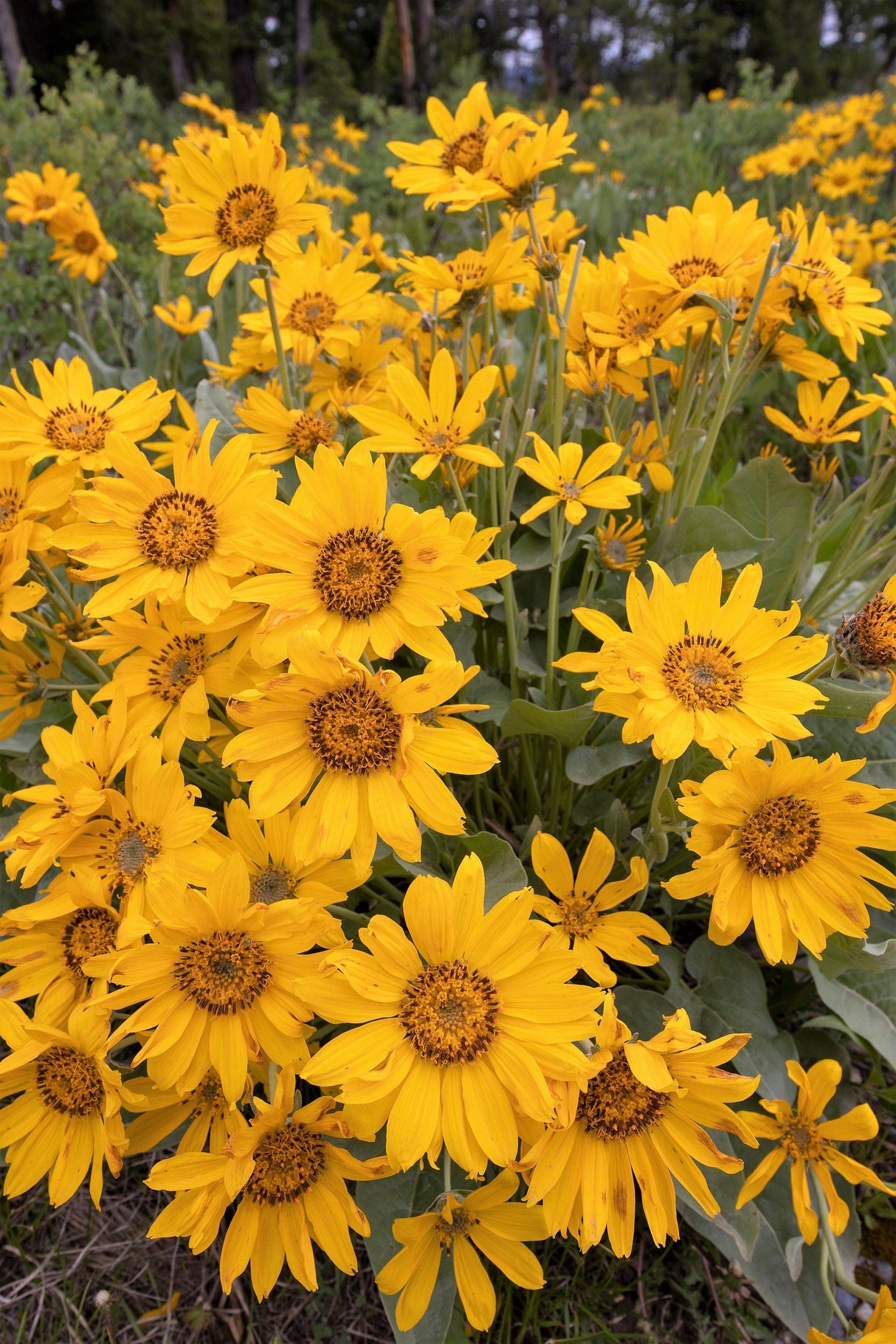 50 ARROWLEAF BALSAMROOT Oregon Sunflower Balsamorhiza Sagittata Native Huge Fragrant Flower Seeds