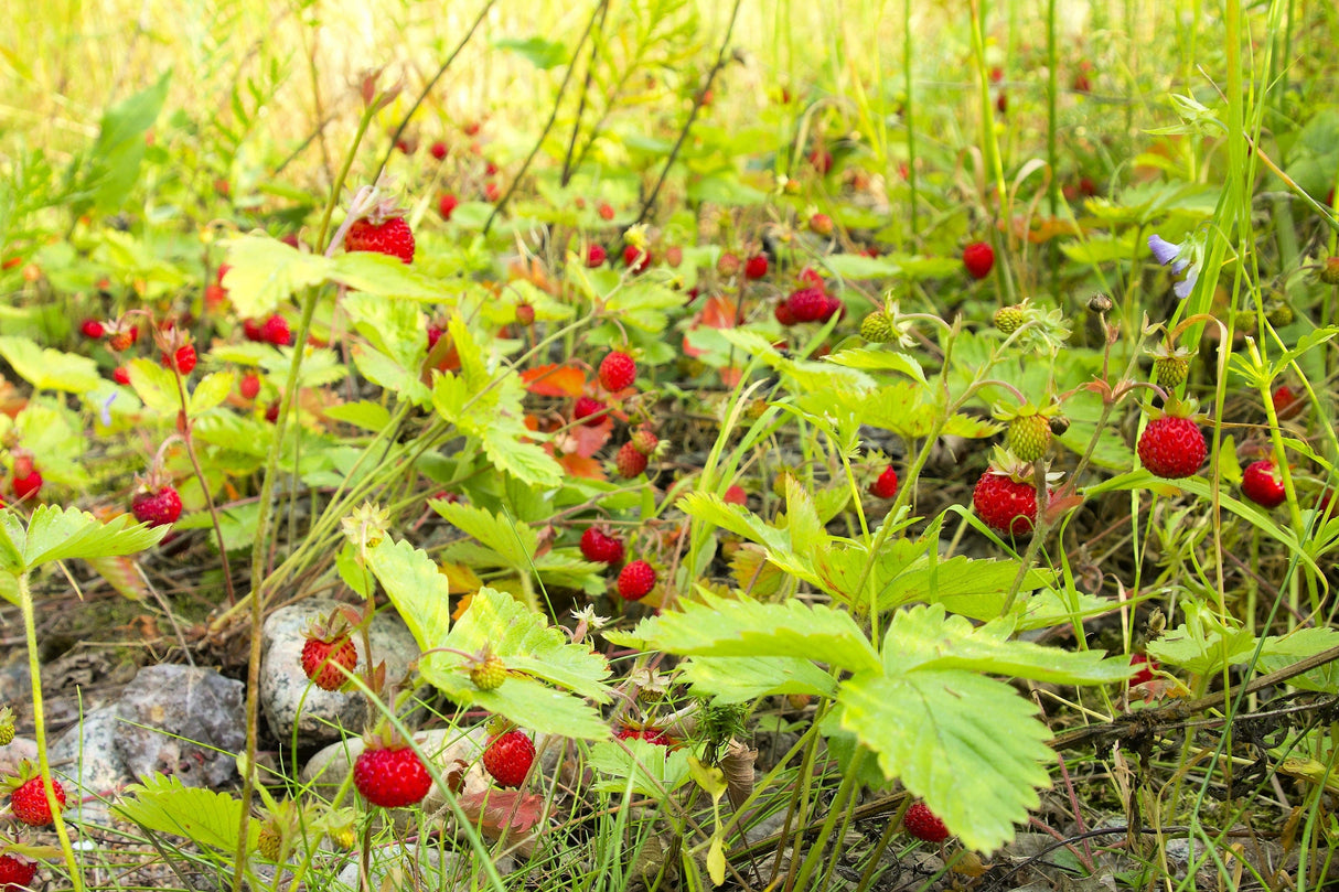 80 California WOODLAND STRAWBERRY Fragaria Vesca Bracteata Pacific Native Strawberry Red Berry Fruit White Flower Seeds