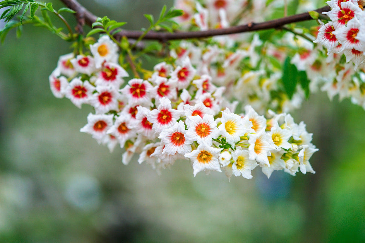 5 YELLOWHORN TREE Xanthoceras Sorbifolium aka Goldenhorn, Raintree, Chinese Flowering Chestnut - White Yellow Red Fragrant Flower Seeds