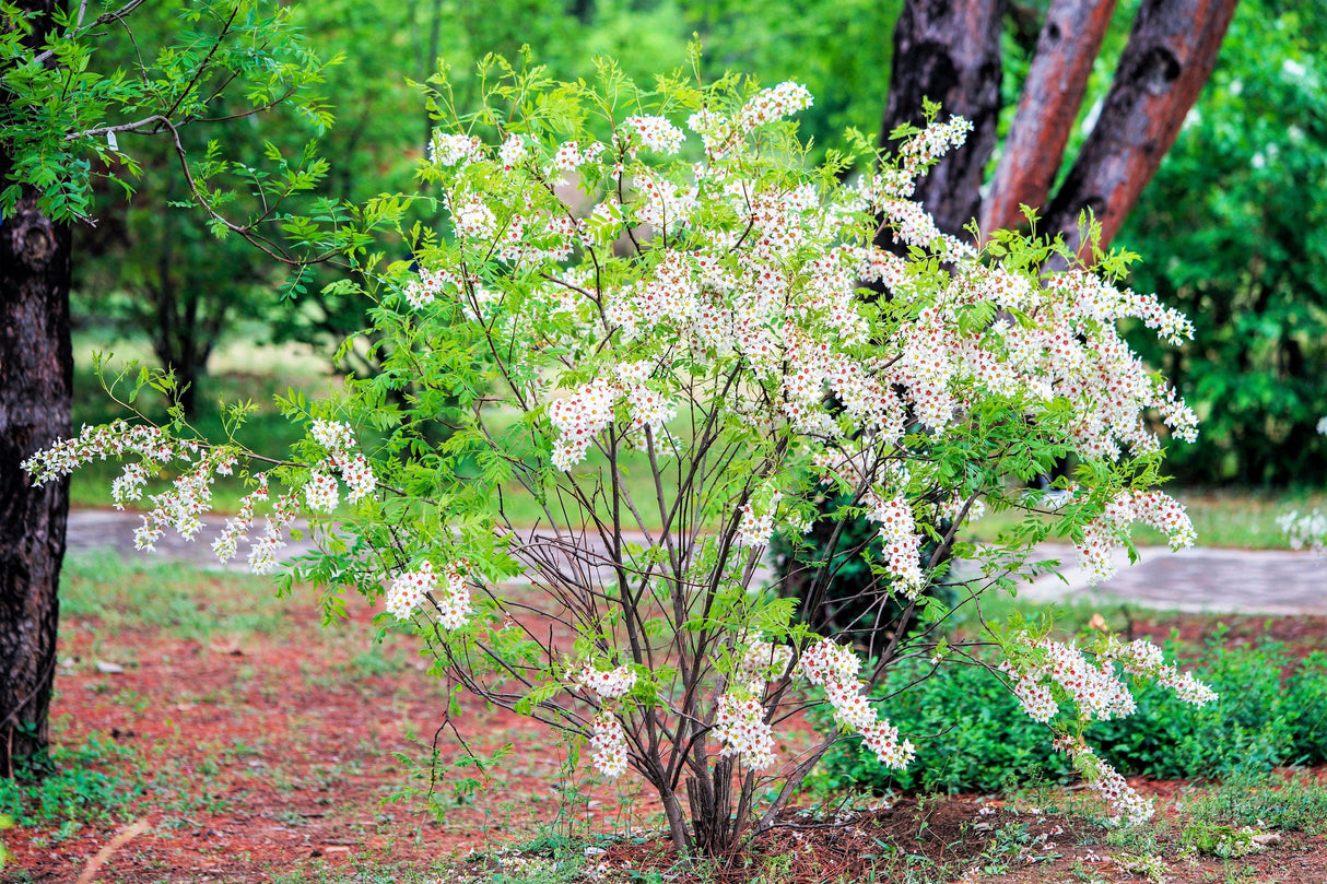 5 YELLOWHORN TREE Xanthoceras Sorbifolium aka Goldenhorn, Raintree, Chinese Flowering Chestnut - White Yellow Red Fragrant Flower Seeds