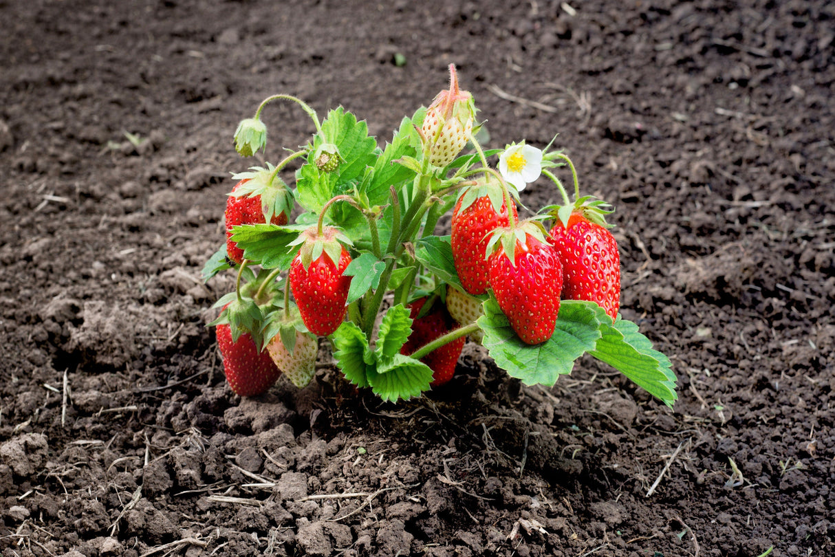 60 RUEGEN STRAWBERRY Everbearing Alpine Fragaria Vesca Red Berry Fruit White Flower Seeds