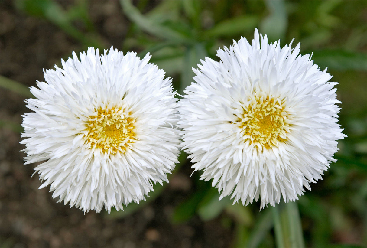 30 Double CRAZY DAISY Leucanthemum x Superbum Big 3" Frizzled White Yellow Shasta Flower Seeds