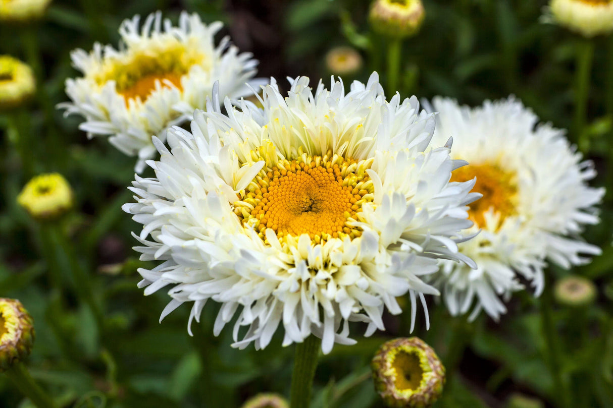 30 Double CRAZY DAISY Leucanthemum x Superbum Big 3" Frizzled White Yellow Shasta Flower Seeds