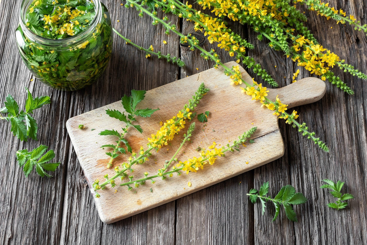15 CHURCH STEEPLES Agrimonia Eupatoria aka Agrimony or Sticklewort Perennial Herb Yellow Flower Seeds