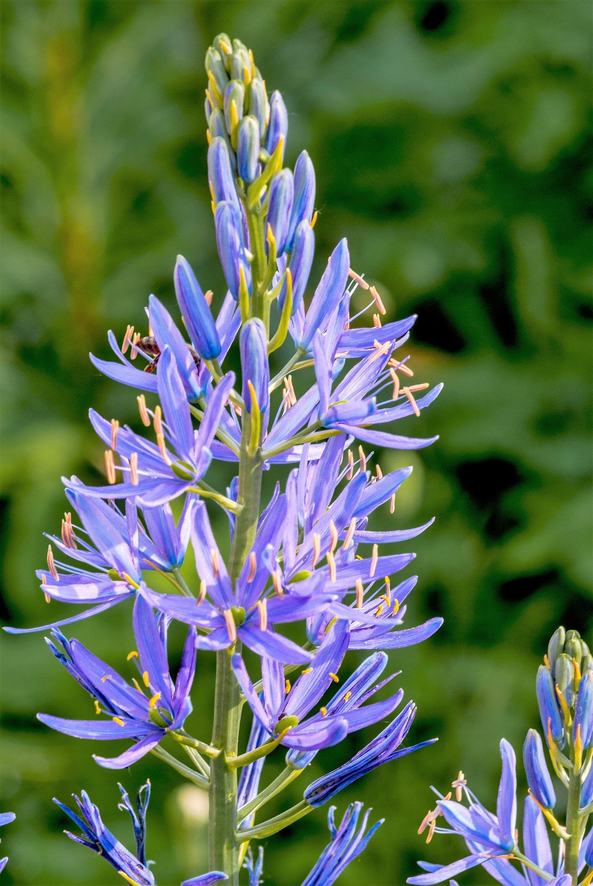 20 Blue LARGE CAMAS Camassia Leichtlinii Quamasia Great Camass Native Flower Seeds