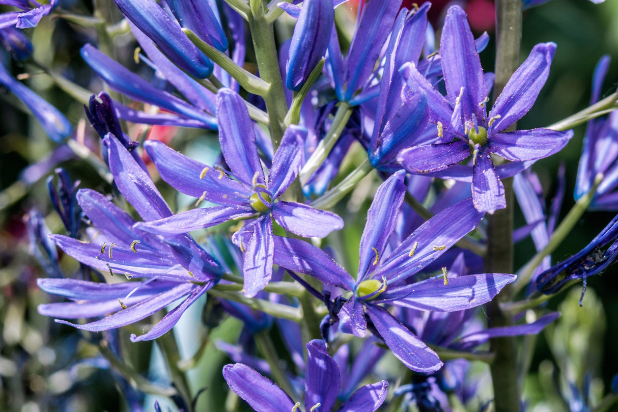 20 Blue LARGE CAMAS Camassia Leichtlinii Quamasia Great Camass Native Flower Seeds