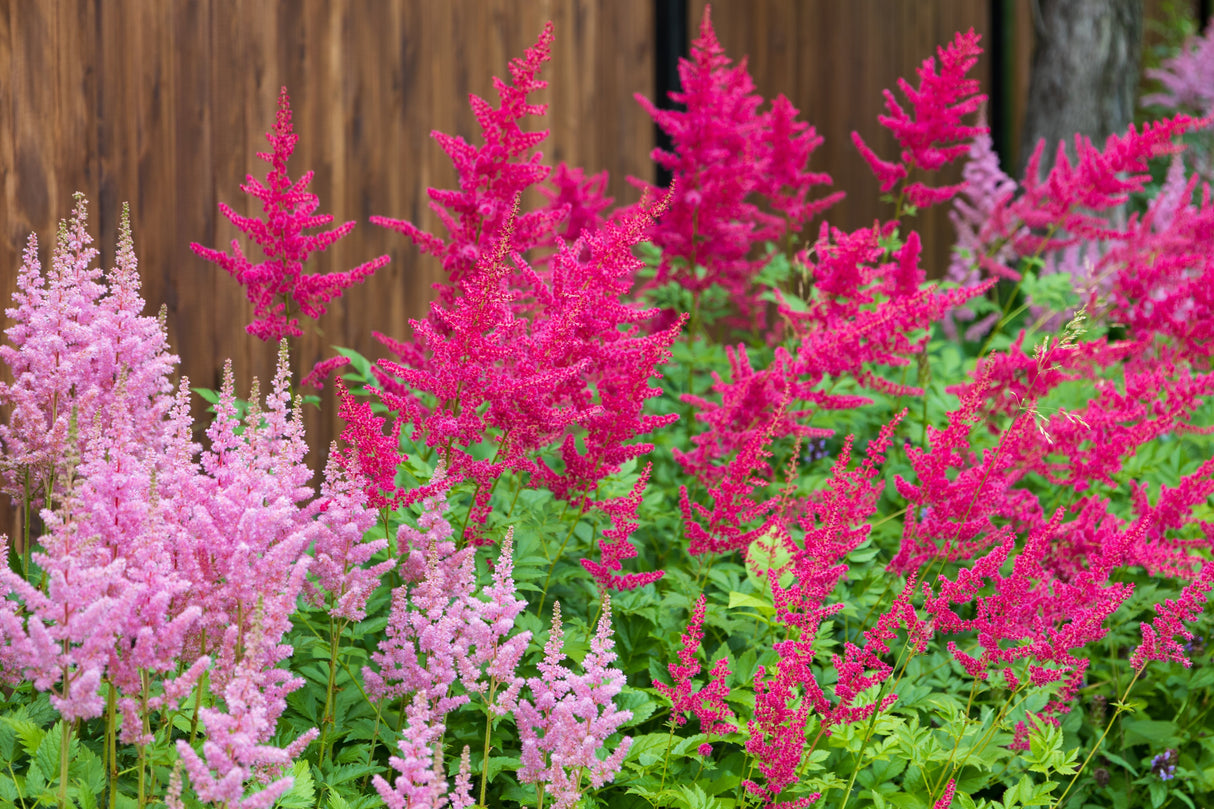 50 MIXED Colors ASTILBE BUNTER Astilbe Simplicifolia Shade Red White Purple Pink Flower Seeds