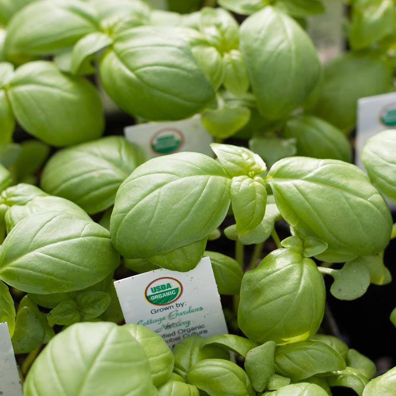 Organic Basil, Genovese (pack)