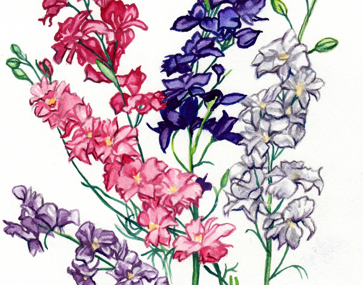 Larkspur, Galilee Mix