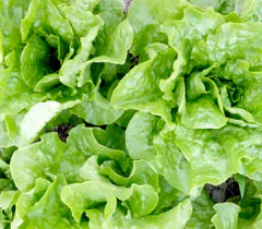 Buttercrunch Bibb (Butterhead) Lettuce